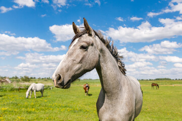 Portrait of the grey horse on the pasture in the summertime