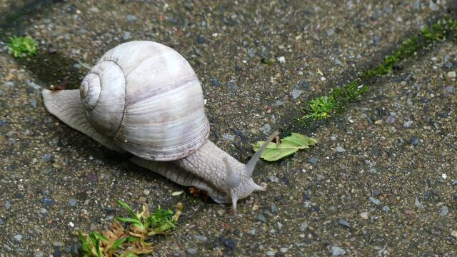 Baltic Sea. Storm. Windy. Park, snail,.