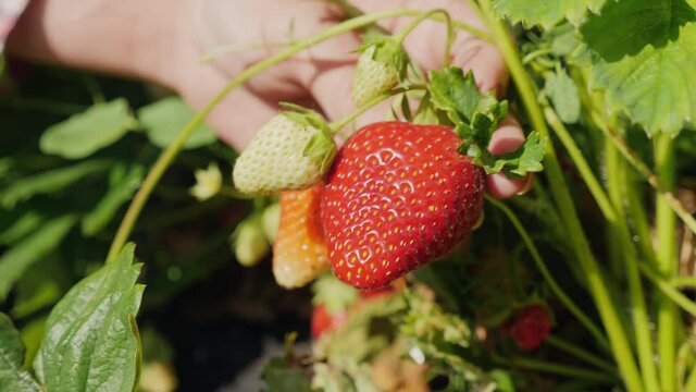 Close up of ripe strawberries. Girl on a strawberry field picks a large ripe strawberry from a bush