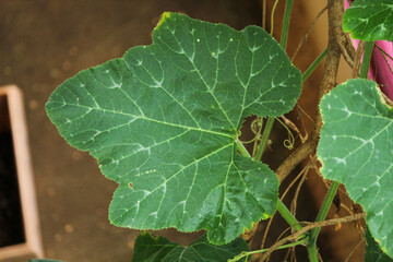 green pumpkin leaf isolated