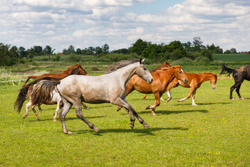 Herd of horses is running on the pasture in the summertime