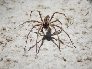 the spider carries its cubs