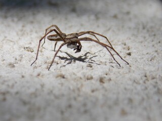 the spider carries its cubs