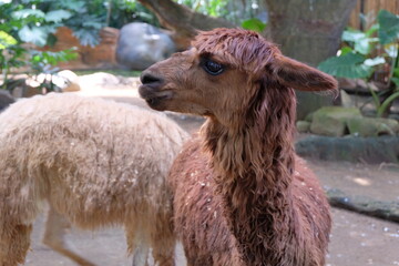 Fototapeta premium llama in the zoo