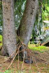 Doppelstämmiger Baum mit aufgeschichteten Ästen, Goms, Wallis, Schweiz
