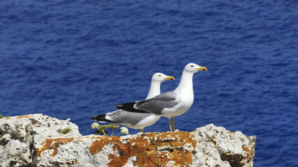 gaviotas