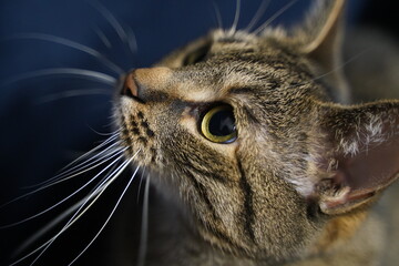 purebred head of cat on a blue background looks up