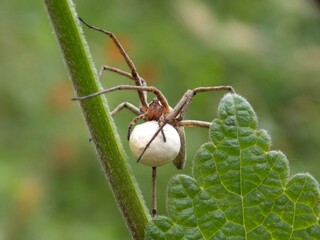 the spider carries its cubs