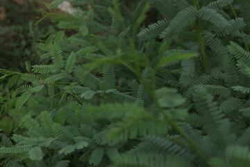 green fern leaves