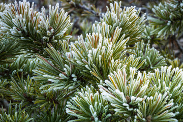 frosted leaves and plants in autumn
