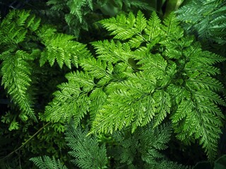 The green fern leaves in the garden. Fern leaves in a beautiful pattern on the background of earth. Green nature background.