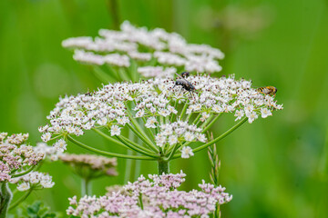 Doldenblumen, Furkapass, Kanton Wallis, Schweiz