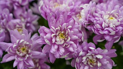 Fototapeta premium Bud of pink small flowers close up