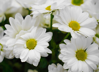 Bud of white blossoming chamomile close up