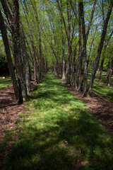 Path surrounded by trees
