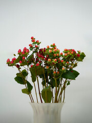 Pot of red fruit bud on gray background