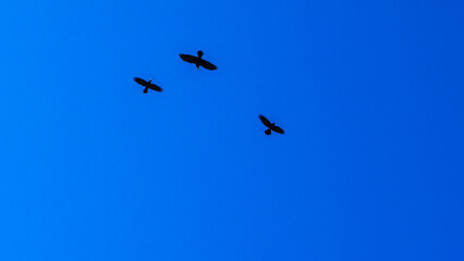 Flock of birds flying in the classic blue sky. Abstract background. Space for text.