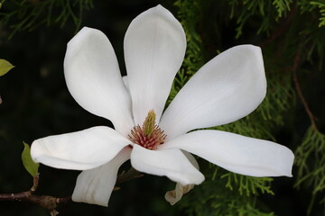Single magnolia flower  creamy white 