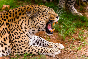 Naklejka na ściany i meble It's Leopard close up at the Naankuse Wildlife Sanctuary, Namibia, Africa