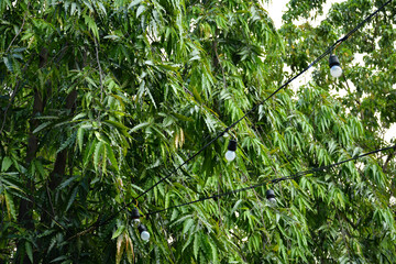 Green leaves covered at outdoor park in Quezon City, Philippines