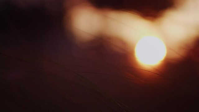 Leaves moving by the wind on the sunset.