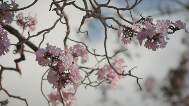 Tree branches with pink flowers hanging and moving by the wind with a little bug flying on a summer cloudy day in Costa Rica.