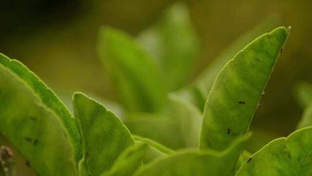 A macro shot of a group of ants walking on green little leaves from a growing tree.