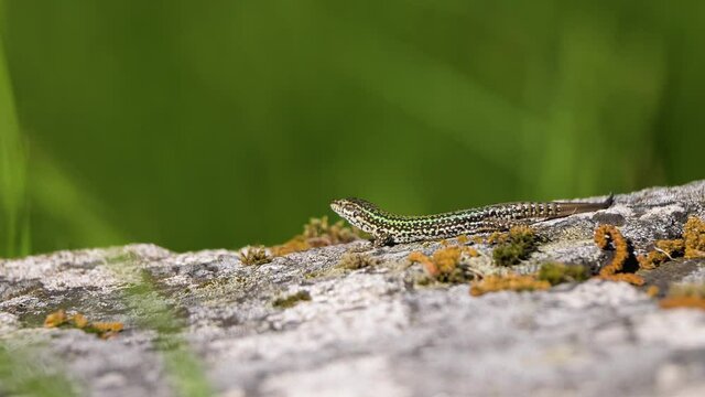 Iberian Wall Lizard resting in a rock at sun