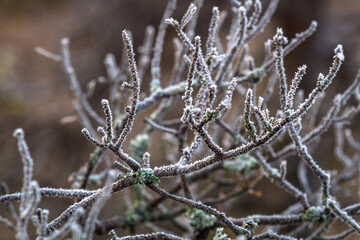 frosted leaves and plants in autumn