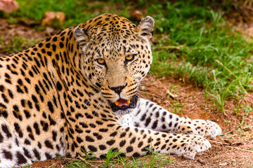 It's Leopard close up at the Naankuse Wildlife Sanctuary, Namibia, Africa
