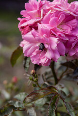 Bud of pink blossoming roses with bug