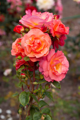 Bush of beautiful red orange blossoming roses