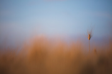 Obraz premium An ear of corn in a wheat field during a sunny day. Natural sunset light images