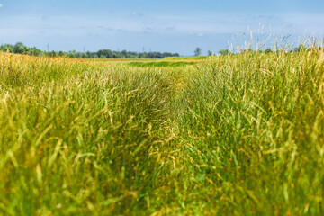 Field with tall, dense, lush grass with bright blue sky in the background