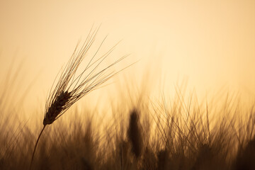 Ripe gold wheat field moved by the wind during a sunny day. Natural imagesof ear of corns