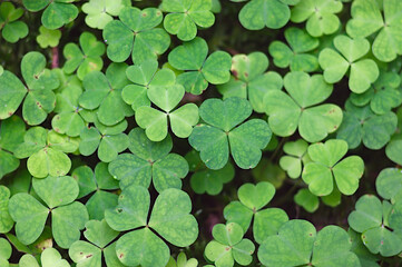 three-leaf clover leaves