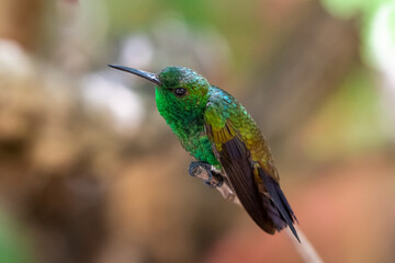 A Copper-rumped hummingbird stretching in the shade of a tree in a garden.