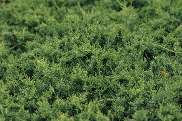 Green natural background with arborvitae.