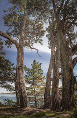 Trees, Durgan, Cornwall, England