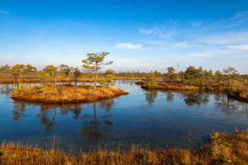 Colorful autumn day in the Kemeri moor