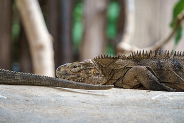 iguane, reptile, animal, faune, nature, sauvage, dangereux, danger, prédateur, yeux, jardin zoologique, tête, fleuve, carnassiers, grand