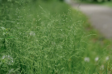 green grass in the wind