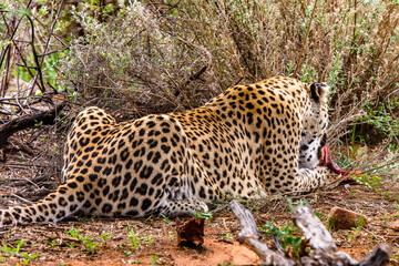 It's Leopard eats a peace of meat at the Naankuse Wildlife Sanctuary, Namibia, Africa