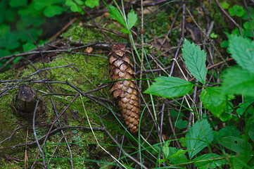 a fir cone on a mossy log