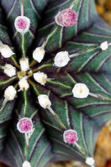 Gymnocalycium cactus