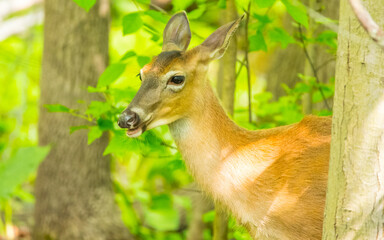 Deer in its leisure time in the wild observing surroundings