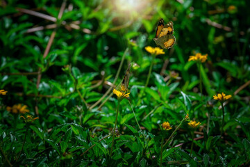 Beautiful butterfly in the natural meadow