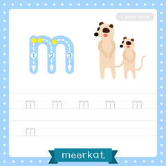 Letter M lowercase tracing practice worksheet of Standing Meerkat