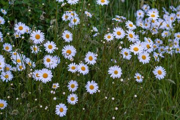 Field Of Daisies In The Spring Along River