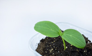 Cucumber seedling at home in a small area on white background. cultivation of cucumbers in greenhouse, copy space.